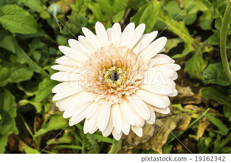 Gerbera Gerbera 19162342