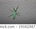 Mantis which sticks to the wall 19162987
