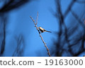 Very small and cute bird 19163000