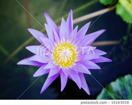 beauty violet lotus in marsh beauty violet lotus in marsh 19163038