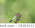 Dragonflies to sunbathe 19163212