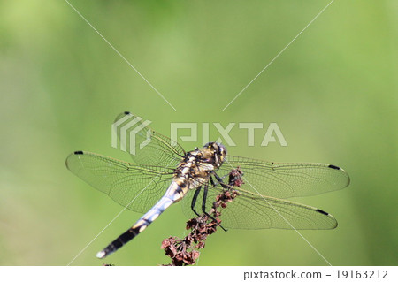 Dragonflies to sunbathe Dragonflies to sunbathe 19163212