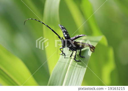 The beetle trying to fly 19163215