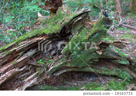 Kuchiki. Kuchiki. 19163735