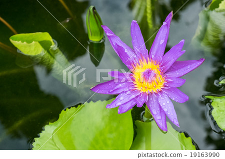 fresh lotus in pond fresh lotus in pond 19163990