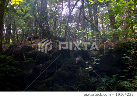 Fuji's tree-sea. 19164222