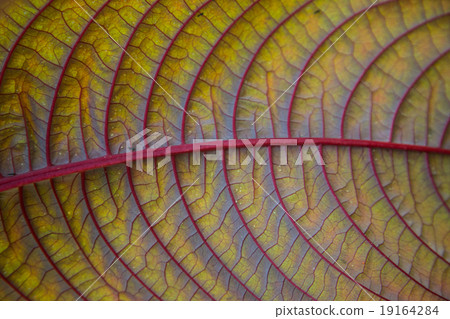 自然 自然 19164284