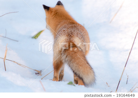 Kita狐狸 - 在你身後 19164649