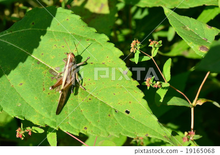 Tsuchinago♪ 19165068