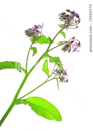 Borage (Borago officinalis) Borage (Borago officinalis) 19165574