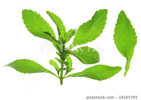 Sweetleaf (Stevia rebaudiana) 19165705