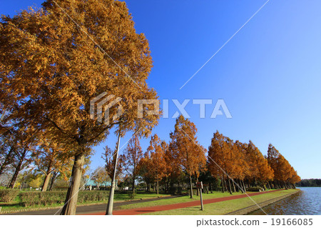Autumn leaves of Mizumoto Park Autumn leaves of Mizumoto Park 19166085