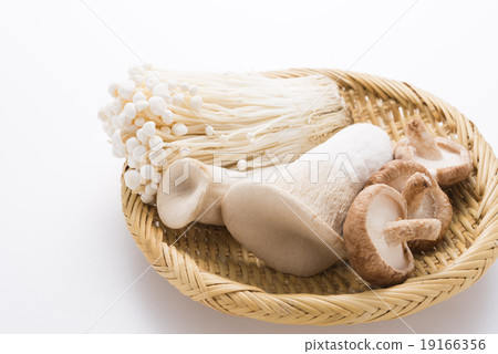 蘑菇蘑菇香菇Enigi Ehino 19166356