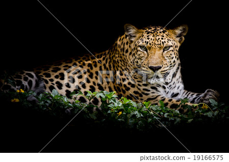close up Leopard Portrait 19166575