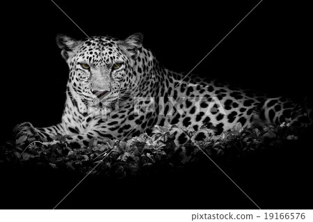 close up Leopard Portrait 19166576
