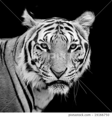 Tiger, portrait of a bengal tiger. 19166750