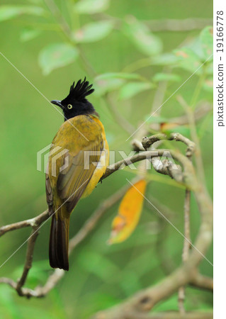 bulbul bird bulbul bird 19166778