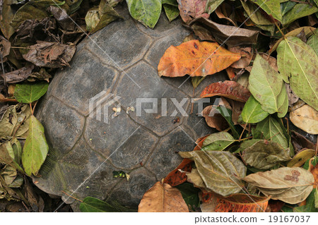 Turtles Turtles 19167037