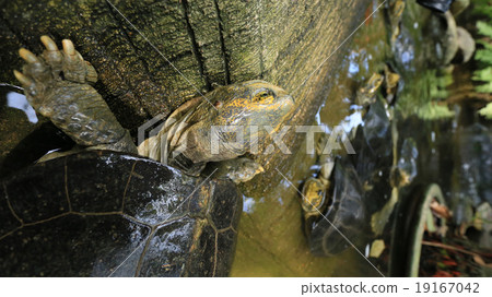 Turtles 19167042