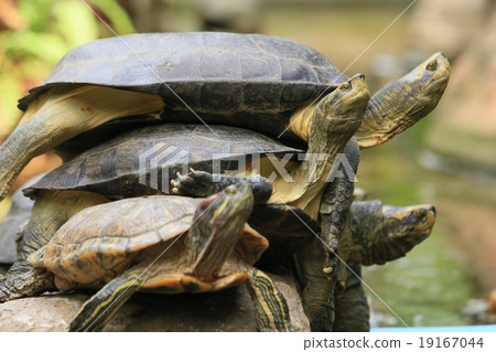 Turtles Turtles 19167044