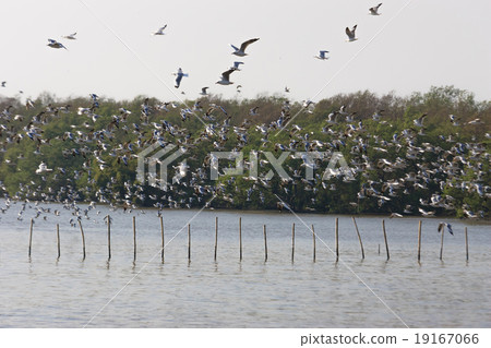 Birds masses Birds masses 19167066