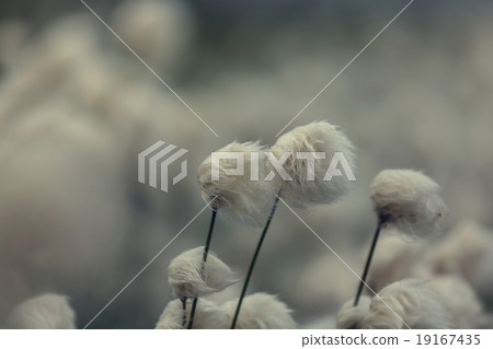 Polar flowers Polar flowers 19167435