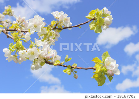 Flowering branch of apple Flowering branch of apple 19167702