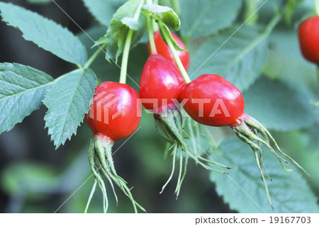Briar Briar 19167703