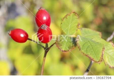 Briar Briar 19167704