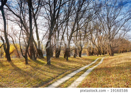 autumn forest and ground road near river 19168586