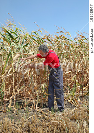 Agricultural scene, farmer or agronomist inspect damaged corn fi 19168947
