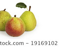 Three pears 19169102