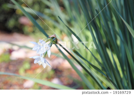 Daffodil Galil Flower Daffodil Galil Flower 19169729