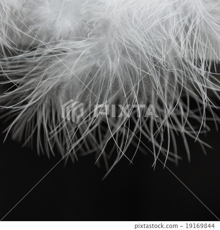 close up of white fur on black close up of white fur on black 19169844