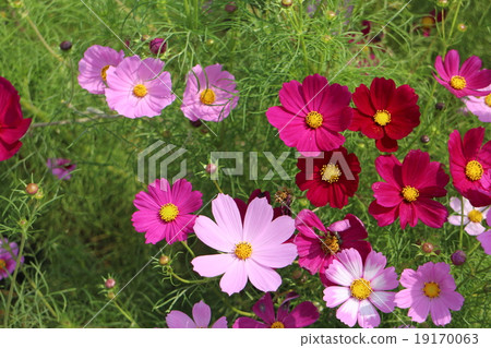 Nara cosmos field 19170063