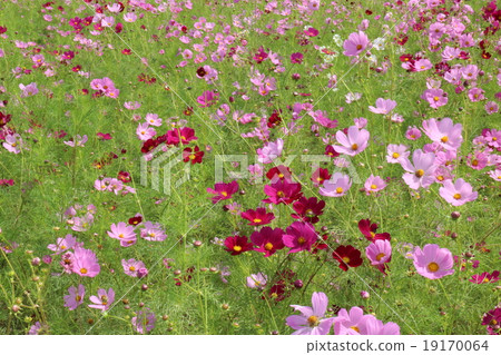 Nara cosmos field 19170064