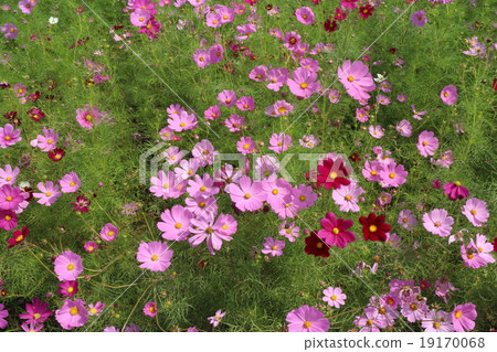 Nara cosmos field Nara cosmos field 19170068