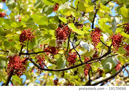 Red fruit of the yellowfin 19170098