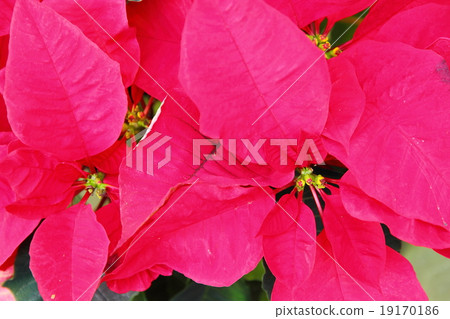 Poinsettia flowers Poinsettia flowers 19170186