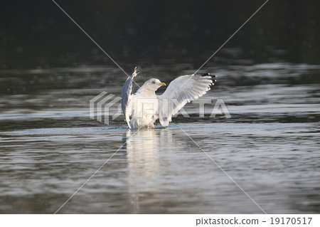 沐浴在海鷗 19170517