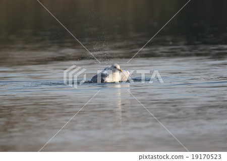沐浴在海鷗 19170523