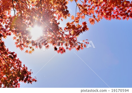 Autumn leaves and sunbeams through autumn in the evening Autumn leaves and sunbeams through autumn in the evening 19170594
