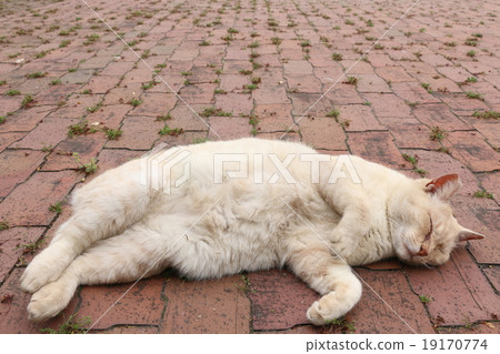 深深地睡覺的流浪貓 深深地睡覺的流浪貓 19170774