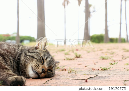 Cat sleeping on the roadside Cat sleeping on the roadside 19170775