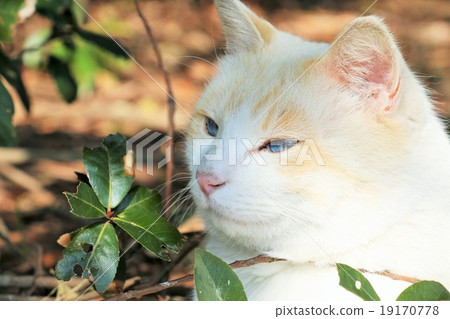 A beautiful blue eyed cat 19170778
