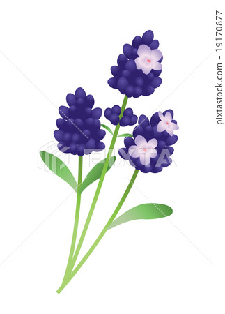 薰衣草 19170877