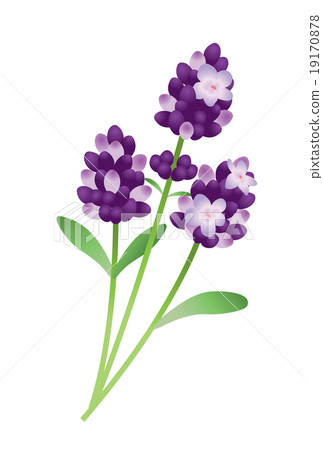 薰衣草 19170878
