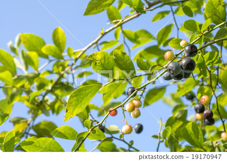 Blueberry tree which became fruit 19170947