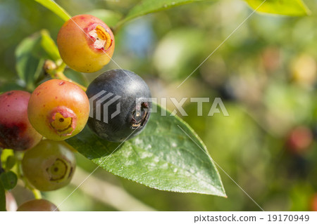 Up of fruitful blueberry tree Up of fruitful blueberry tree 19170949