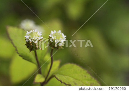 Mexican sweets Herb flowers up 19170960